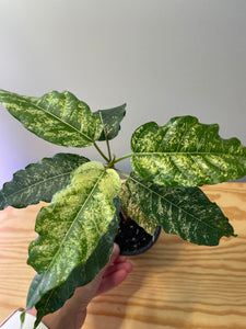54. Ficus Aspera Variegated