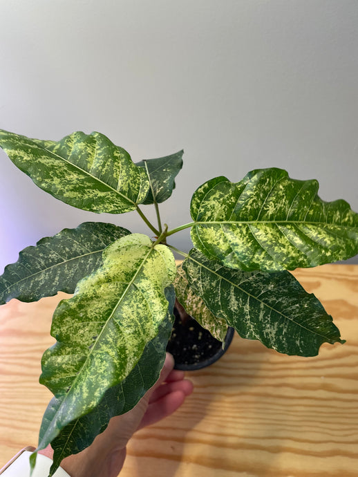 54. Ficus Aspera Variegated