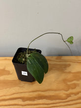 Load image into Gallery viewer, 25. Hoya Erythrostemma