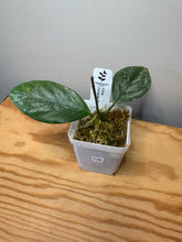 Load image into Gallery viewer, 176. Hoya Coriacea Silver