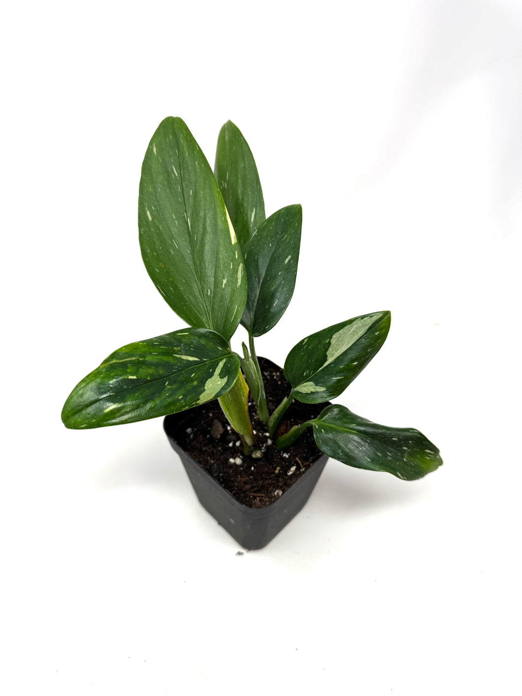 Monstera Standleyana Variegated