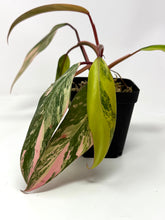 Load image into Gallery viewer, Philodendron Strawberry Shake