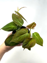 Load image into Gallery viewer, Philodendron Hederaceum ‘Micans’