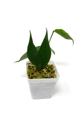 Load image into Gallery viewer, Hoya Polyneura