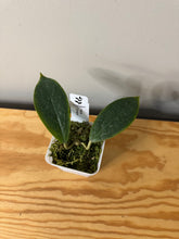 Load image into Gallery viewer, 68.  Hoya Vorapol