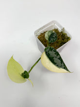 Load image into Gallery viewer, Scindapsus Mayari Variegated