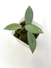 Load image into Gallery viewer, Hoya Wilbur Graves Silver C