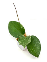 Load image into Gallery viewer, Hoya Glabra Silver D