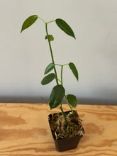 Load image into Gallery viewer, 225. Hoya Coronaria Pink