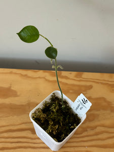 37. Hoya Lauterbachii