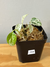 Load image into Gallery viewer, 164. Epipremnum Marble Variegated