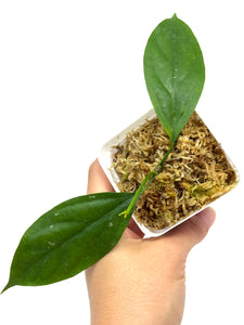 Hoya Praetorii