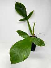 Load image into Gallery viewer, Philodendron Applanatum