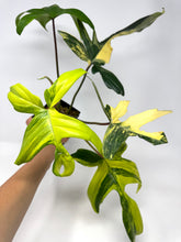 Load image into Gallery viewer, Philodendron Florida Beauty A