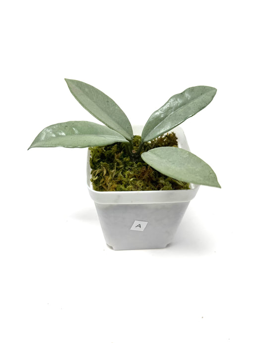Hoya Wilbur Graves Silver A