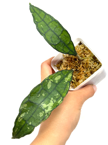Hoya Finlaysonii ‘Black Leaves’ Splash
