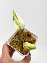 Load image into Gallery viewer, Philodendron Gloriosum Variegated C