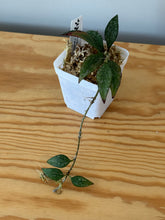 Load image into Gallery viewer, 41. Hoya Parviflora Splash
