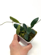 Load image into Gallery viewer, Hoya Dragon Wing (GPS7240 Hybrid)