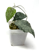 Load image into Gallery viewer, Hoya Caudata Silver Ghost