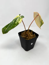 Load image into Gallery viewer, Philodendron Gloriosum Variegated A