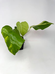 Monstera Deliciosa Aurea Variegated D