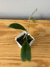 Load image into Gallery viewer, 40. Hoya Vitellinioides