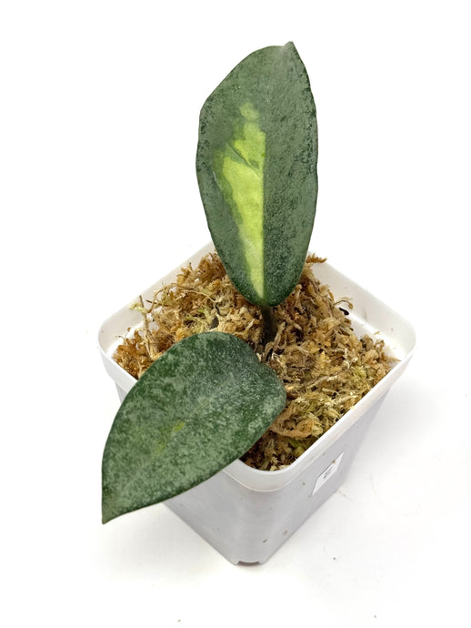 Hoya Carnosa ‘Argentea Princess’ E