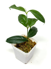 Load image into Gallery viewer, Hoya Campanulata