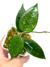 Load image into Gallery viewer, Hoya Verticillata Splash