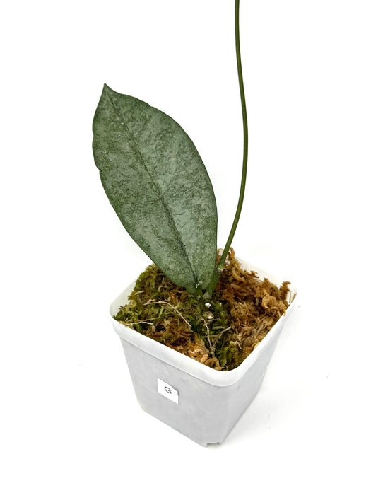 Hoya Mitrata Silver G