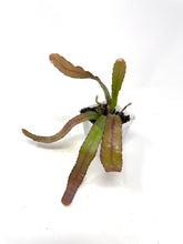 Load image into Gallery viewer, Pseudorhipsalis Ramulosa (Ships within Canada only)