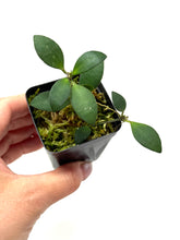 Load image into Gallery viewer, Hoya Mini Pixie