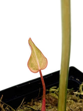 Load image into Gallery viewer, Philodendron Gloriosum Variegated B