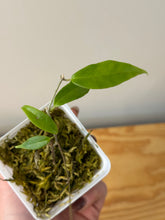 Load image into Gallery viewer, 67. Hoya Exilis