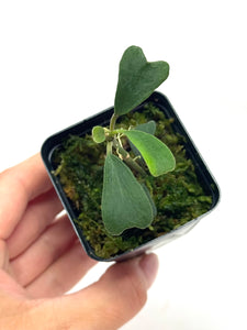 Hoya Manipurensis