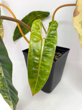 Load image into Gallery viewer, Philodendron Billietiae Variegated B