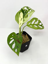 Load image into Gallery viewer, Monstera Adansonii Variegated E