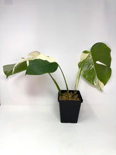 Load image into Gallery viewer, Monstera Deliciosa Albo Variegated C