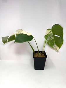 Monstera Deliciosa Albo Variegated C