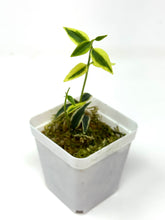 Load image into Gallery viewer, Hoya Bella Albo Variegated