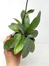 Load image into Gallery viewer, Hoya Carnosa ‘Argentea Princess’ M