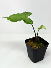 Load image into Gallery viewer, Syngonium Podophyllum ‘Jade Magic’