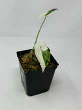 Load image into Gallery viewer, Alocasia Odora Variegated ‘Okinawa Silver’ A