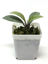 Load image into Gallery viewer, Hoya Wilbur Graves Silver F