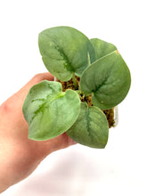 Load image into Gallery viewer, Scindapsus Pictus &#39;Platinum&#39;
