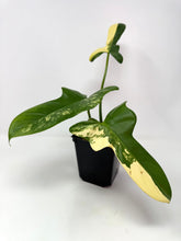 Load image into Gallery viewer, Philodendron Bipennifolium Violin Variegated