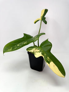 Philodendron Bipennifolium Violin Variegated