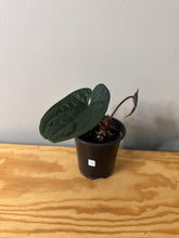 Load image into Gallery viewer, 74. Anthurium Luxurians Dark Form