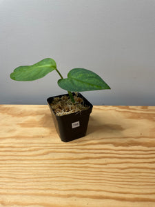 198. Monstera Esqueleto (juvenile)